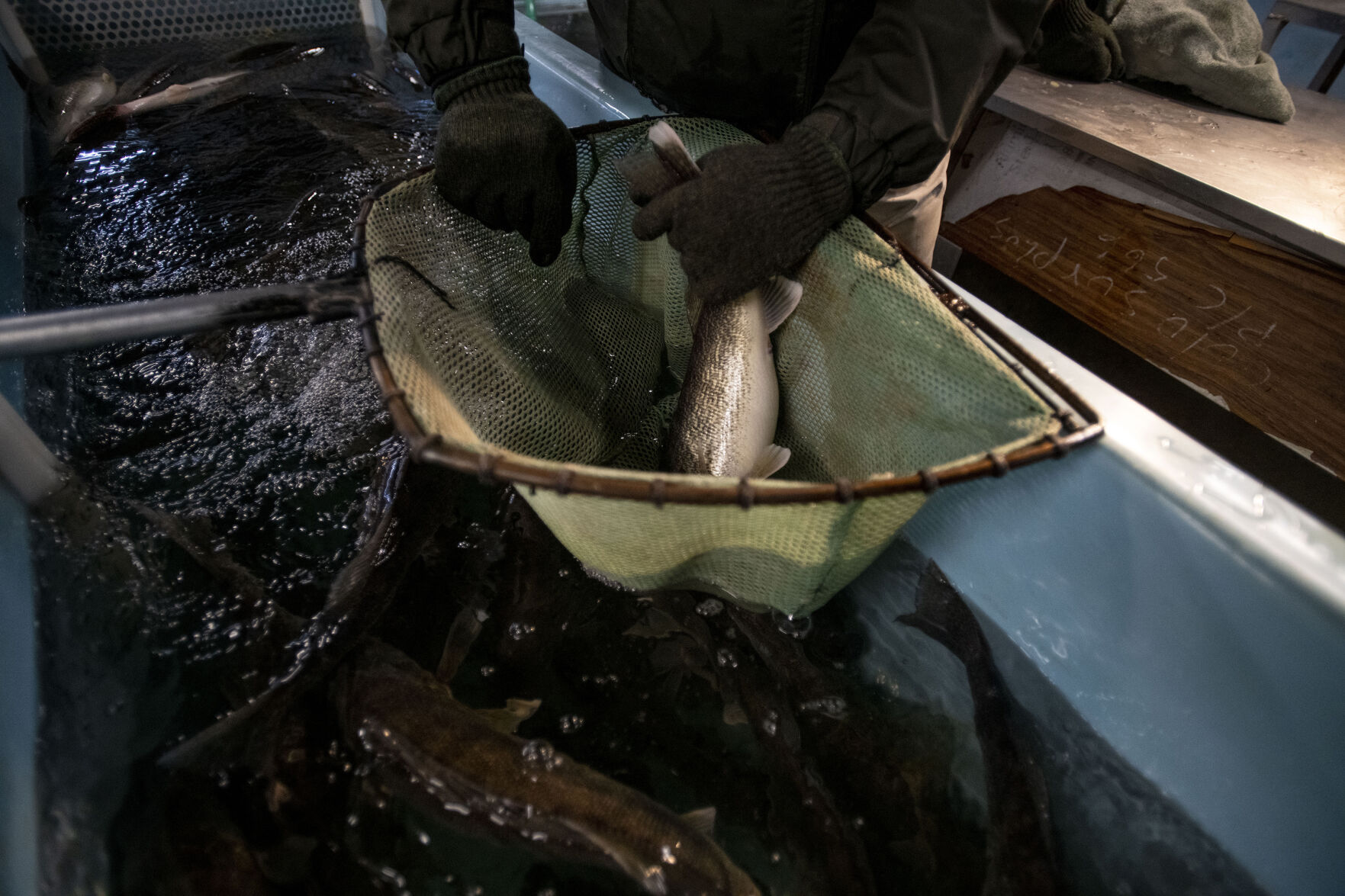 032421-news-spawning 12.jpg